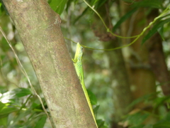 Anolis roquet