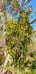 Amyema miquelii