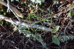 Anisotome filifolia