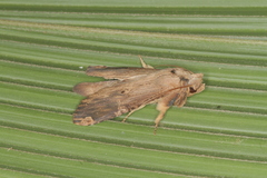 Nystalea ebalea