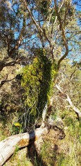 Amyema miquelii