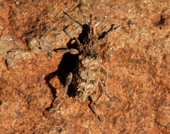 Coniocleonus riffensis