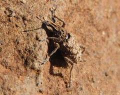 Coniocleonus riffensis