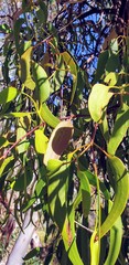 Amyema miquelii
