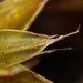 Rosulabryum campylothecium - Photo (c) Geoffrey Cox, algunos derechos reservados (CC BY-NC), subido por Geoffrey Cox
