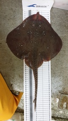 Leucoraja circularis