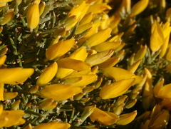 Ulex erinaceus
