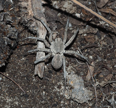 Portacosa cinerea