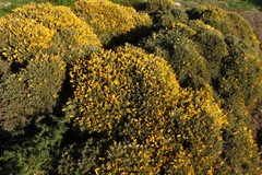 Ulex erinaceus