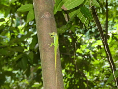 Anolis roquet