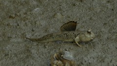 Periophthalmus magnuspinnatus