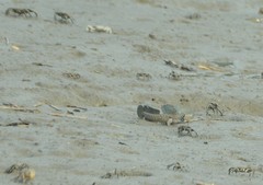 Boleophthalmus pectinirostris