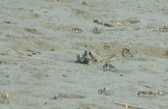 Boleophthalmus pectinirostris