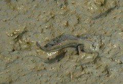 Periophthalmus magnuspinnatus
