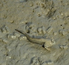 Periophthalmus magnuspinnatus