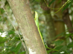 Anolis roquet