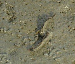 Periophthalmus magnuspinnatus