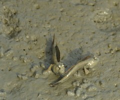 Periophthalmus magnuspinnatus