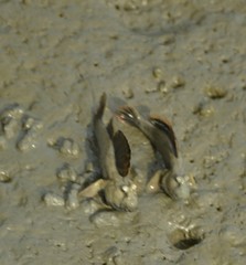 Periophthalmus magnuspinnatus