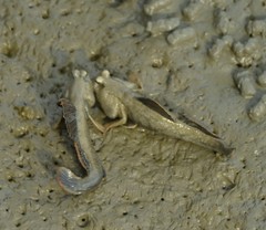 Periophthalmus magnuspinnatus