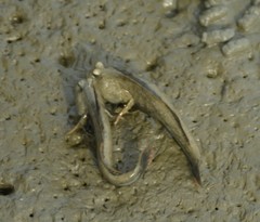 Periophthalmus magnuspinnatus