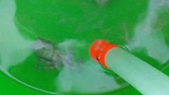 Hapalochlaena lunulata