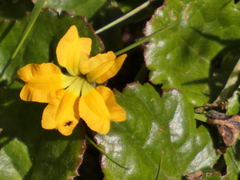 Goodenia hederacea alpestris