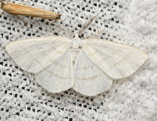 Pilkajuostis Balsvasprindis nuotrauka