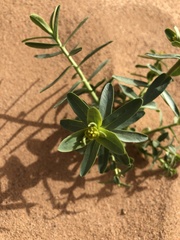 Euphorbia potaninii