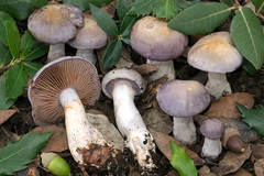 Cortinarius dryosalor