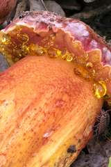 Exsudoporus permagnificus