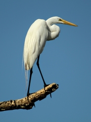 Ardea alba