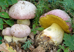 Rubroboletus pulchrotinctus