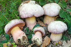 Rubroboletus pulchrotinctus