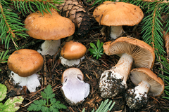 Cortinarius caesiolamellatus