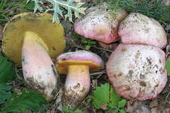 Rubroboletus pulchrotinctus