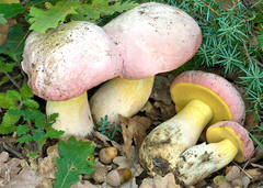 Rubroboletus pulchrotinctus