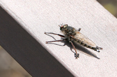Promachus latitarsatus