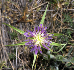 Tragopogon angustifolius