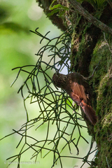 Xiphorhynchus fuscus