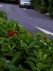 Papilio demoleus malayanus
