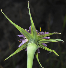 Tragopogon angustifolius