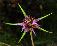 Tragopogon angustifolius