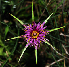 Tragopogon crocifolius