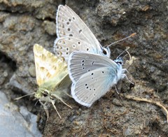 Muschampia lavatherae