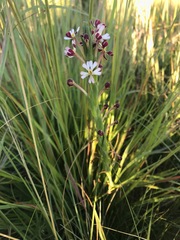 Zaluzianskya elongata