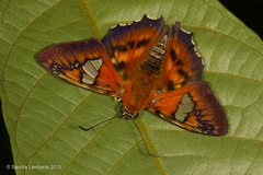 Myscelus santhilarius
