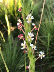 Zaluzianskya elongata