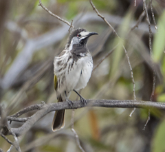 Purnella albifrons