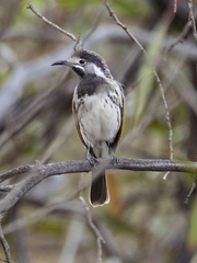Purnella albifrons